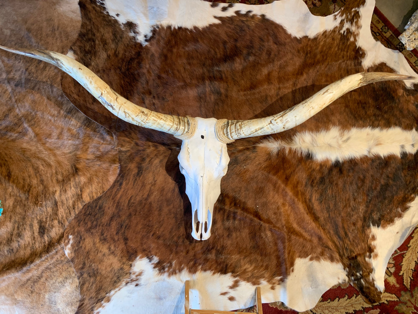 Long Horn Skull